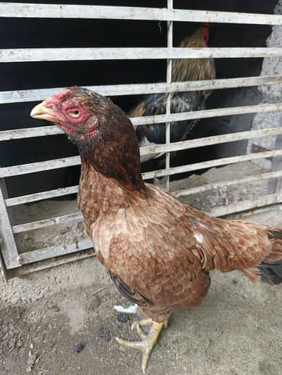 old blood high quality