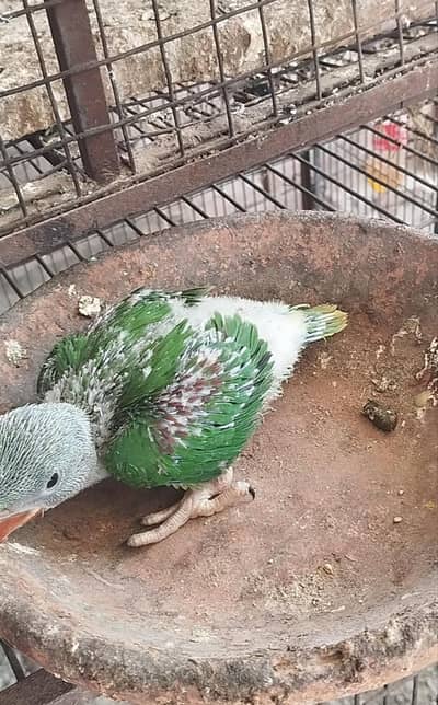 Beautiful parrot babies