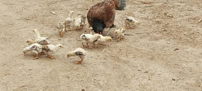 pure mianwali aseel chicks for sale