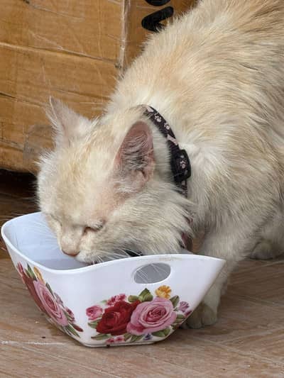 Premium Fluffy Persian Cat Available for Sale