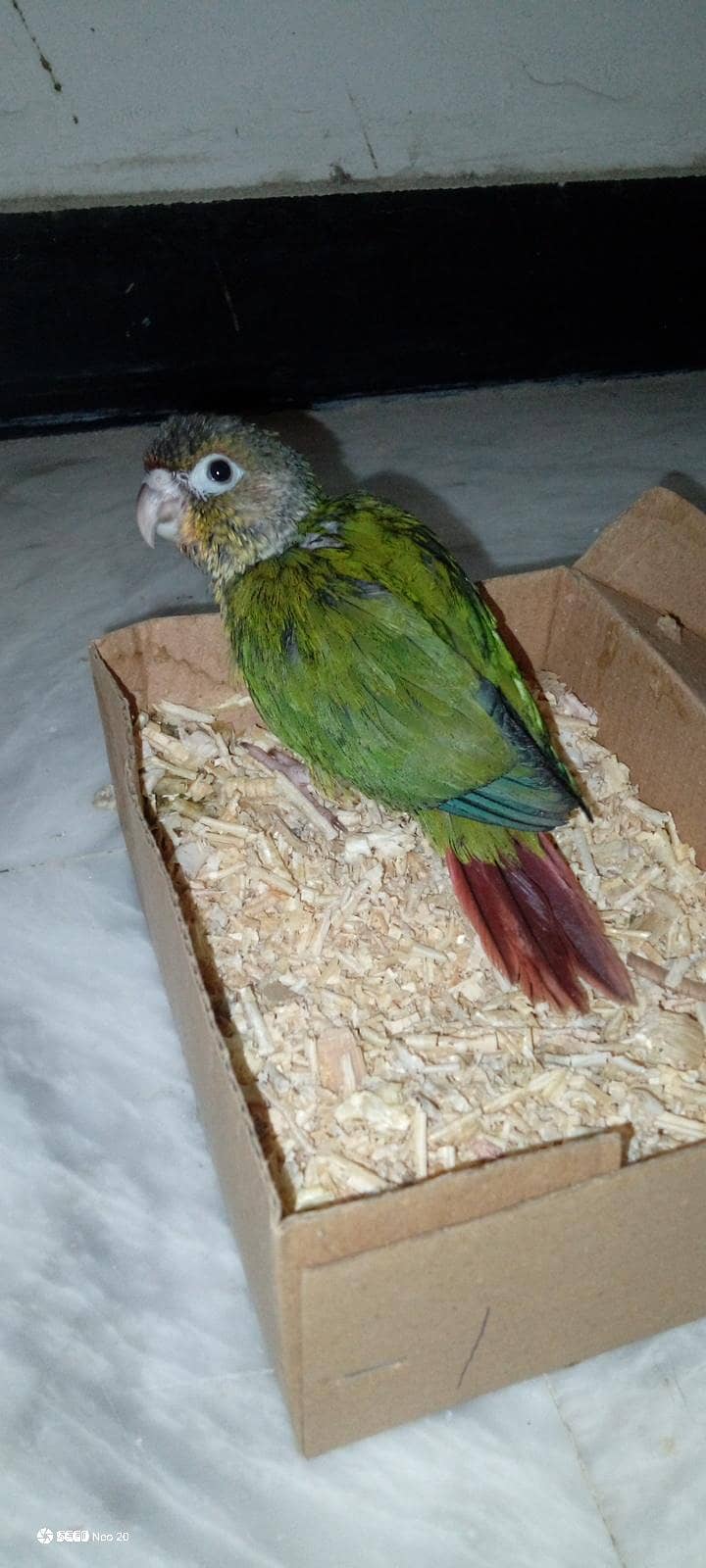 pineapple conure 0