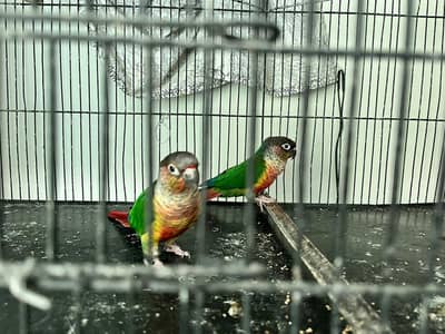 Breeder Pair For Sell