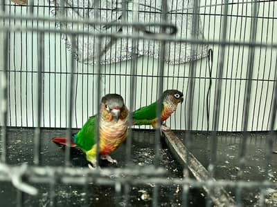 Breeder Pair For Sell