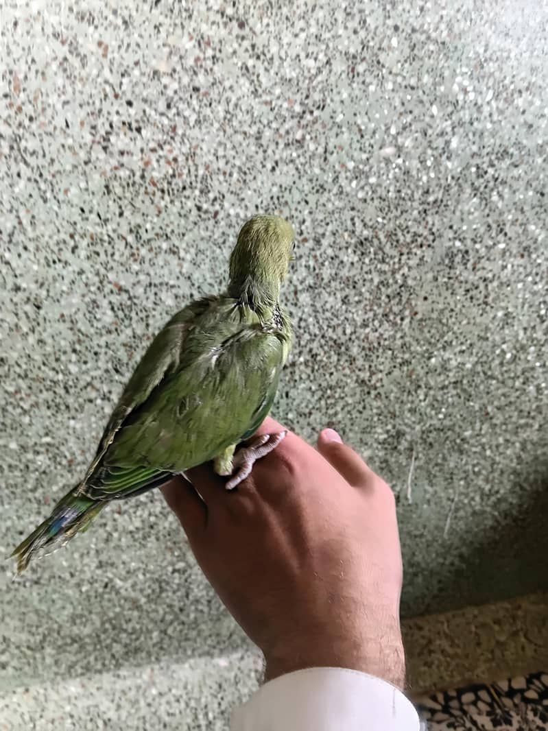 Green ringneck 0
