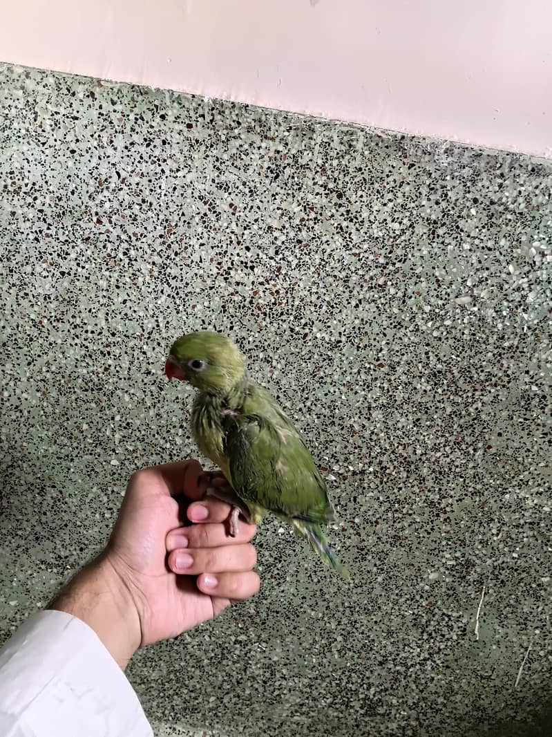 Green ringneck 1