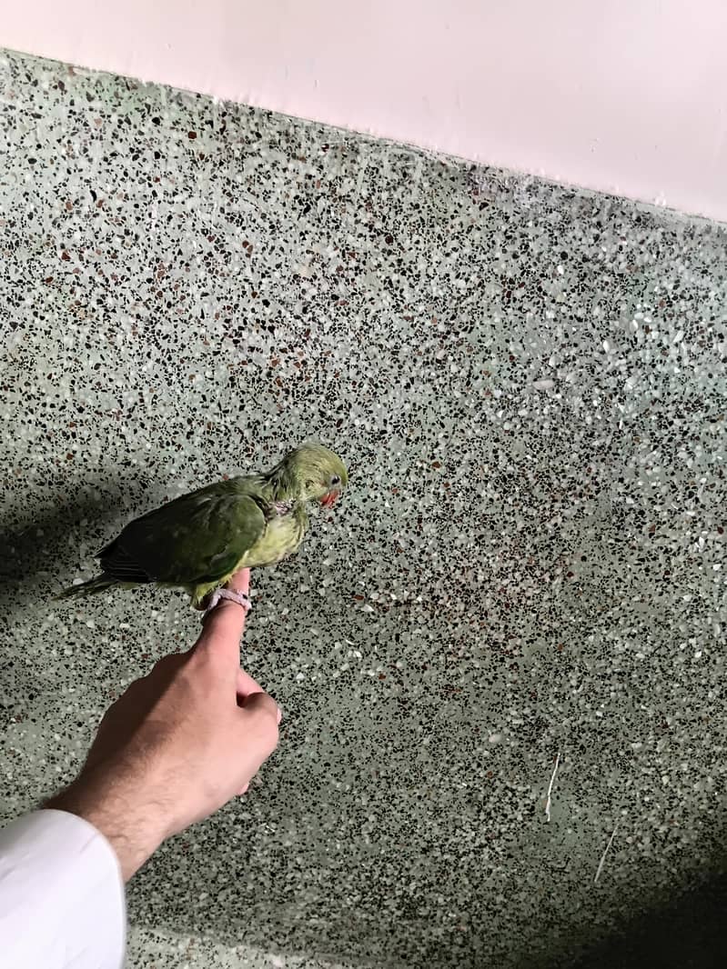 Green ringneck 2