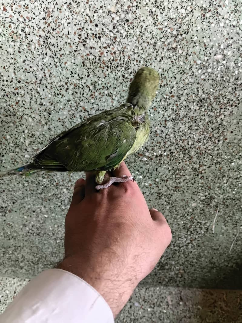 Green ringneck 3