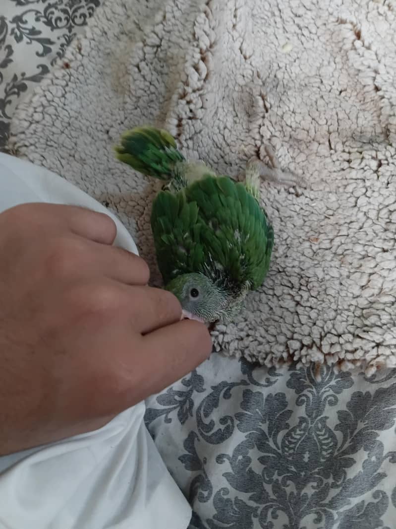Green ringneck 6