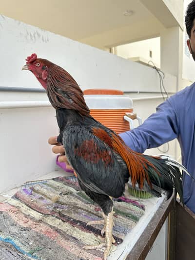 aseel plus desi mixture