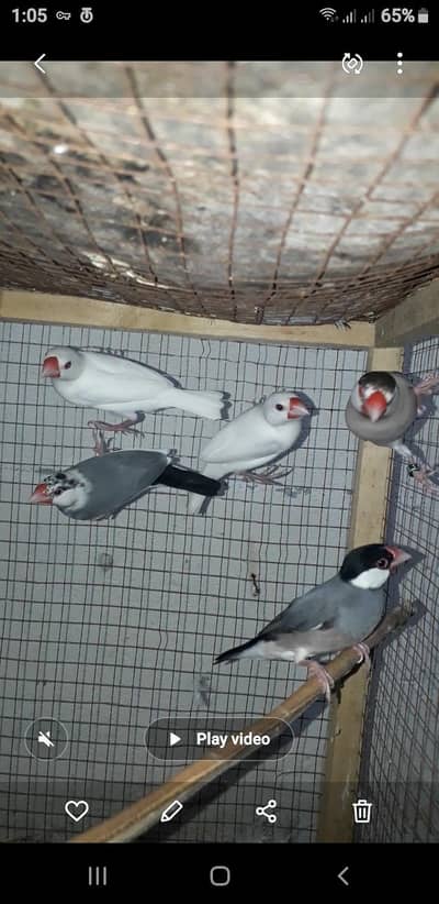 finches and jawa pairs for sale