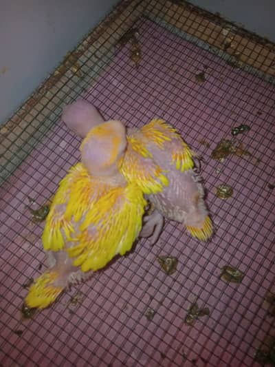 Yellow Ringneck chicks