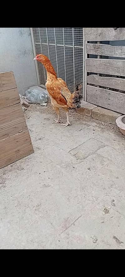 Mianwali cross Pure Aseel Kurak Madi(Female)