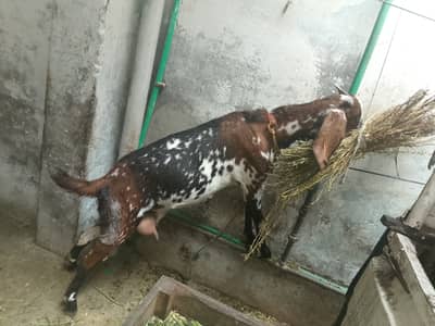 1 bakri h sath 2 usk 2 months k bachy h bakre male