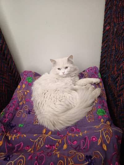 I want to sell my pet jojo male persian cat