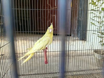 Cocktail breeder female common white