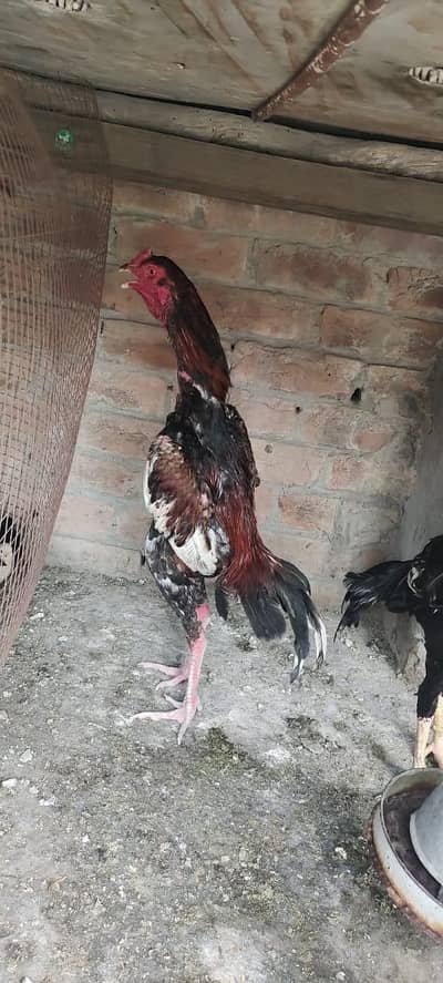 full active long hite 03005003272