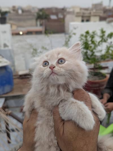 perchion Kitten triple coat  (what's app) 0309 3485560