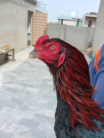 mian wali aseel pathy