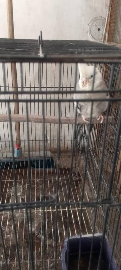 cocatali healthy and active