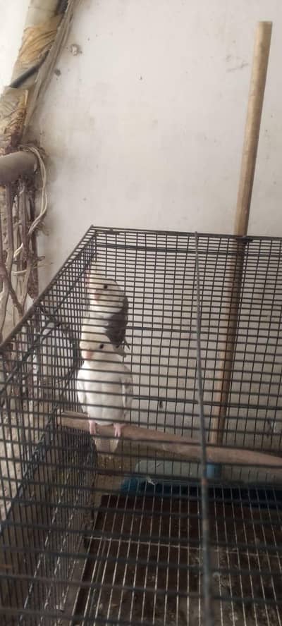 cocatali healthy and active ak pair or ak  pice h