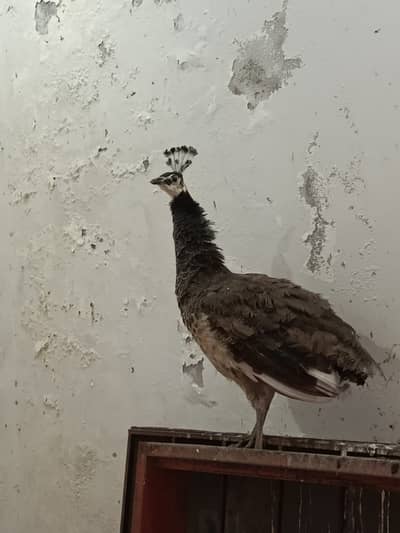 Peacocks | blue shoulder | Peacocks  For sale