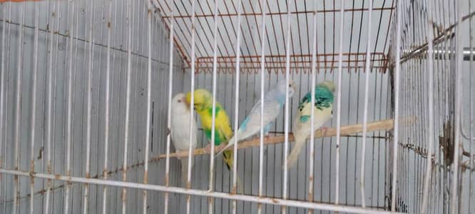 3 pairs king size budgies
