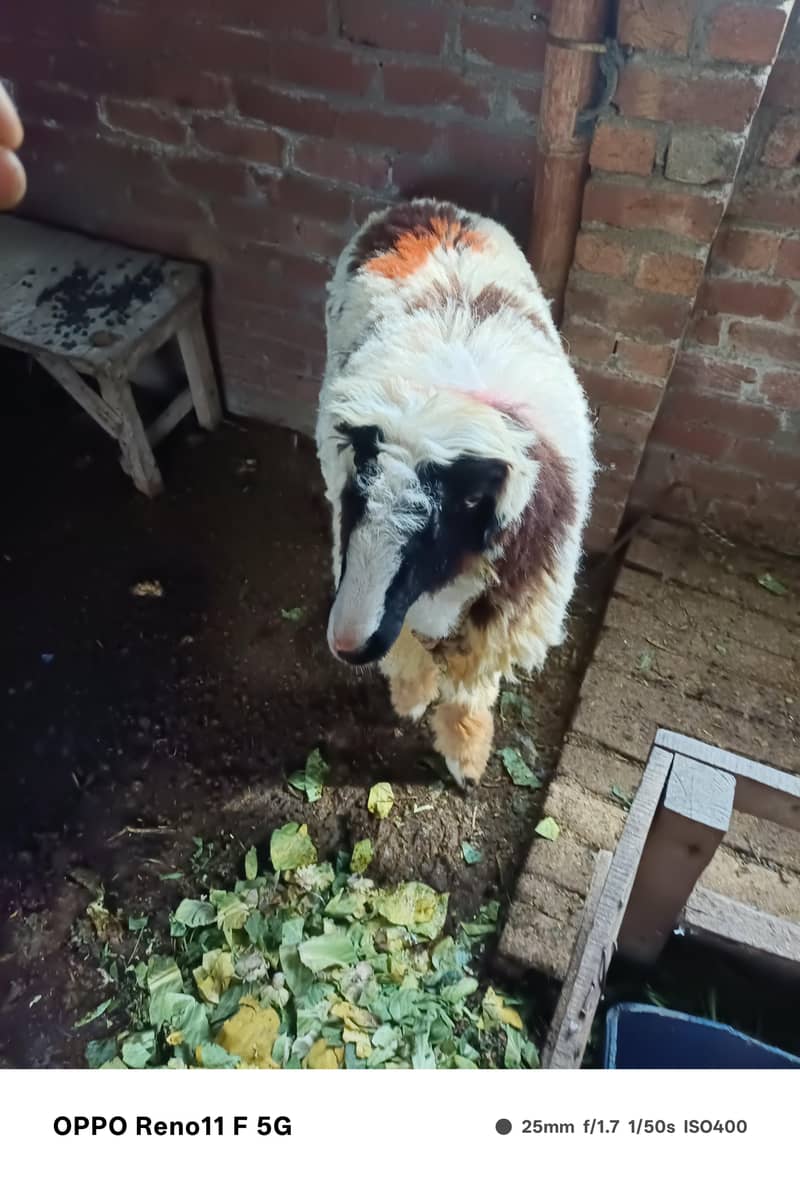 Mundra chatra - Sheep - 1112584633