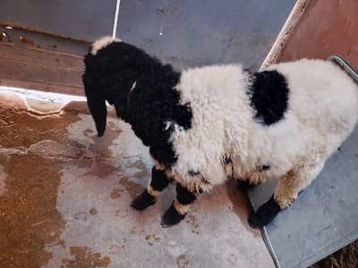 pure khara ablag dumba