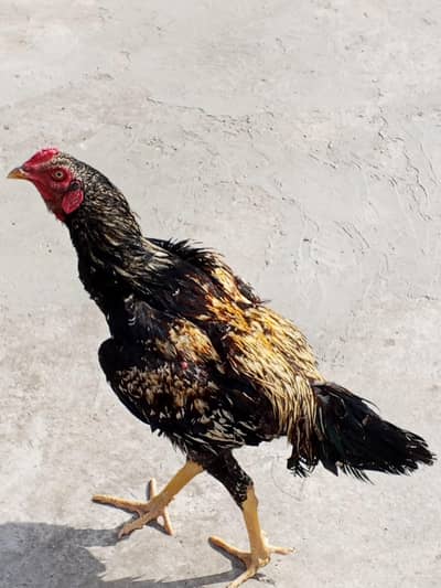 aseel murga murgi and aseel patha for sale in best prize