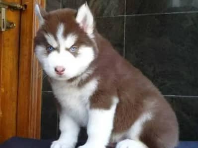 Siberian husky original
