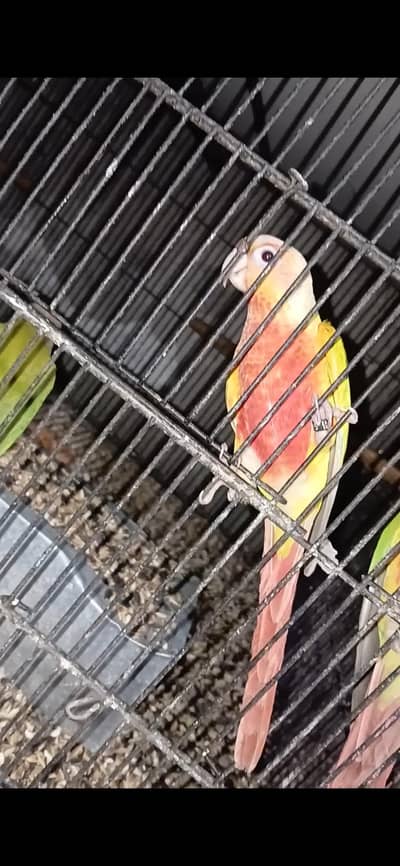 Suncheek highred pathy Blue turquoise and  cinamon chicks