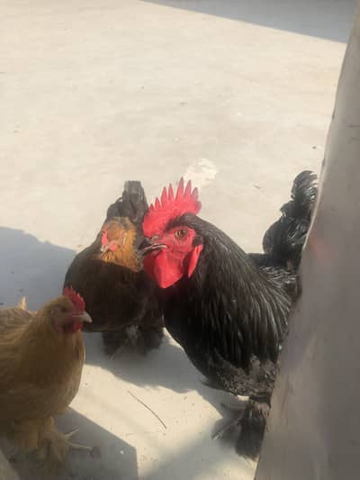 Golden Buff and Black Buff