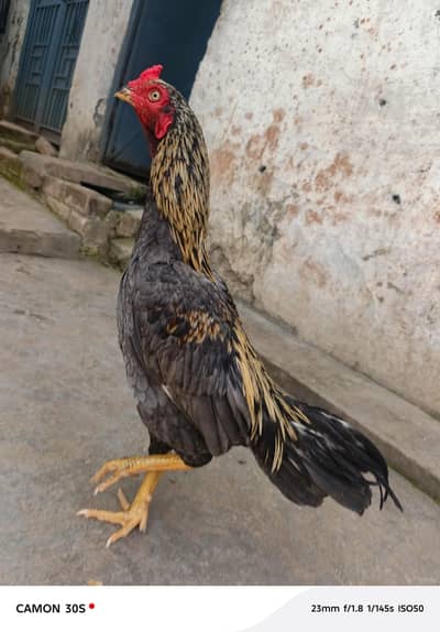 Aseel patha high quality