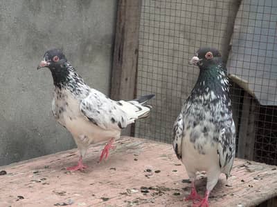 Home Breed dub Wala pair