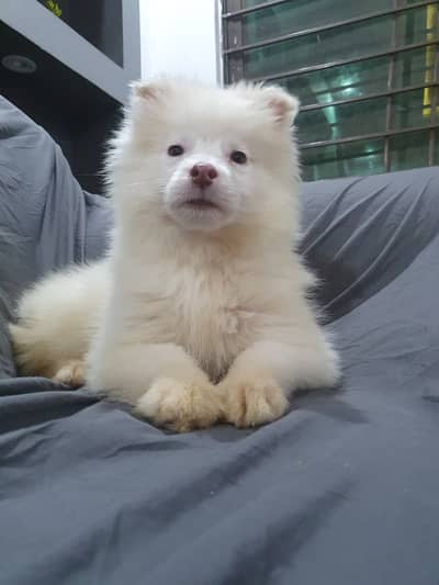White husky | siberiab huksy puppy | white husky puppy | Female puppy