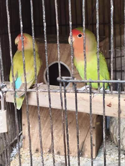 red eyes and black eyes 5 white pair 1 male 1 pair green