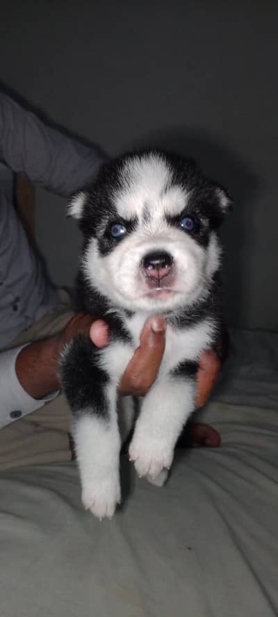 Siberian husky puppy Blue eyes