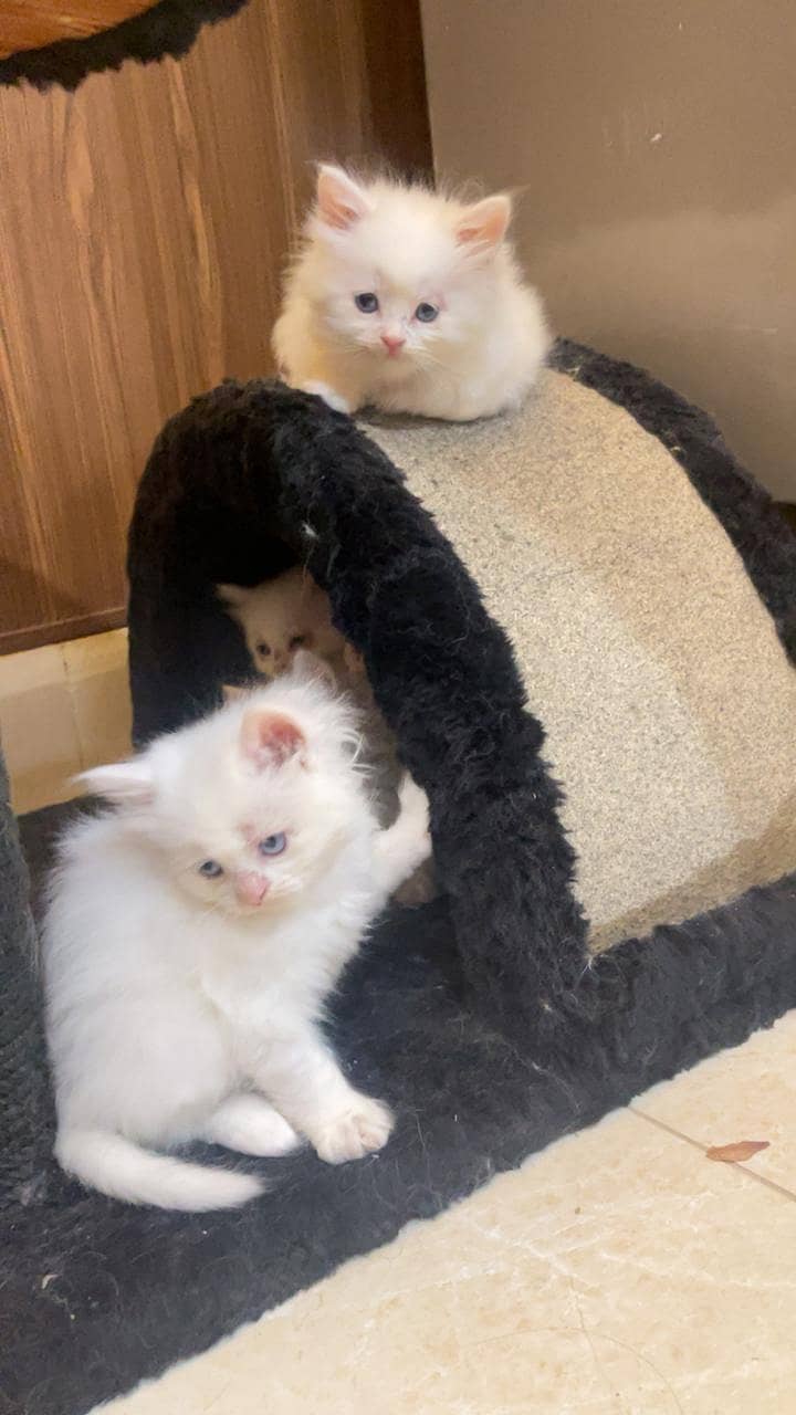 persion kittens 1