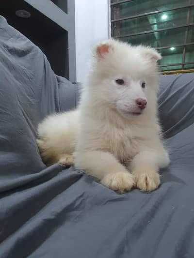 White husky | siberian huksy puppy | white husky puppy | Female puppy