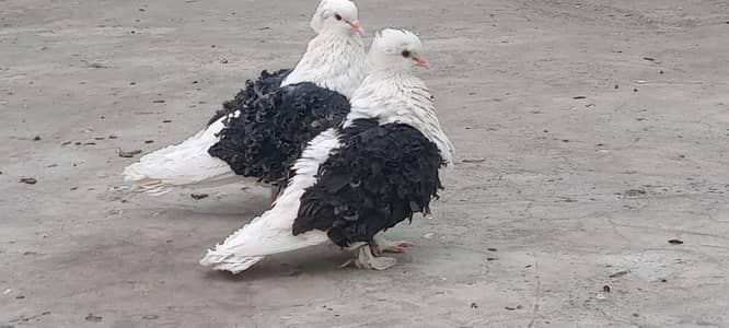 Breedar Frilled Saddle pair