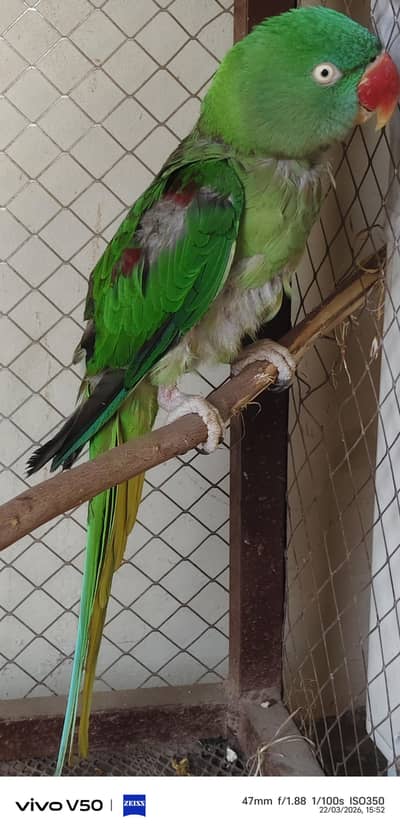 Raw Kashmiri Female and Katha male