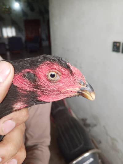 Thai pathi patha mia wali murgi 6 bachy