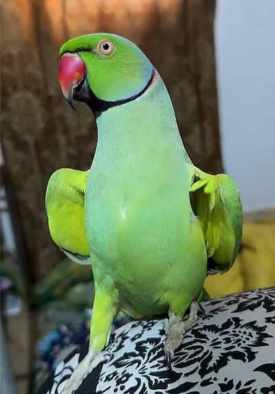 achy alfaz wala talking parrot available