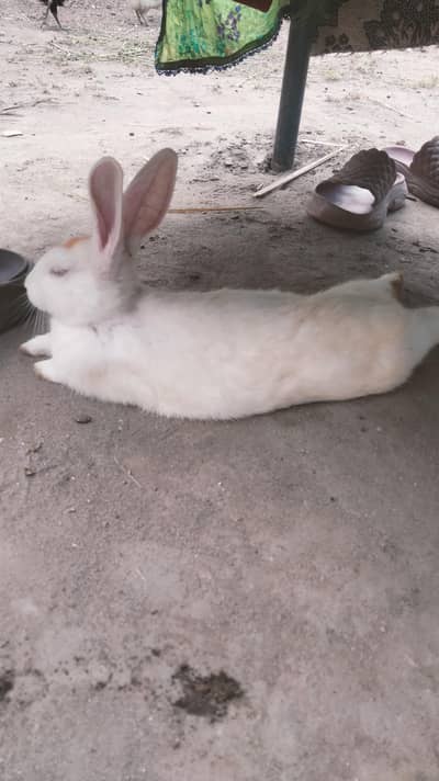 final 4ooo hazar 1male 2 female