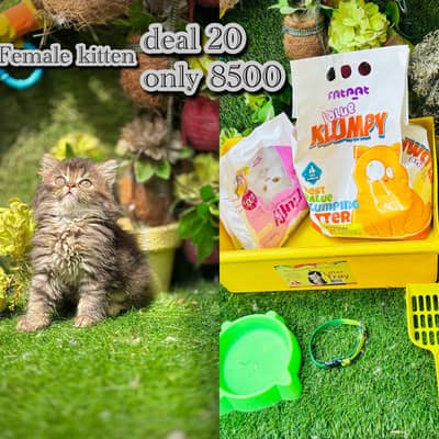 persian Kittens with accessories on big discounts