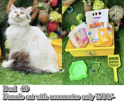 persian cats with accessories on big discounts