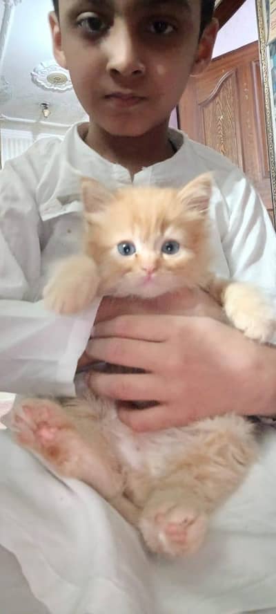 For sale female cat