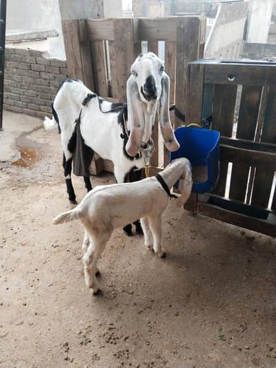 quality bachay for sale