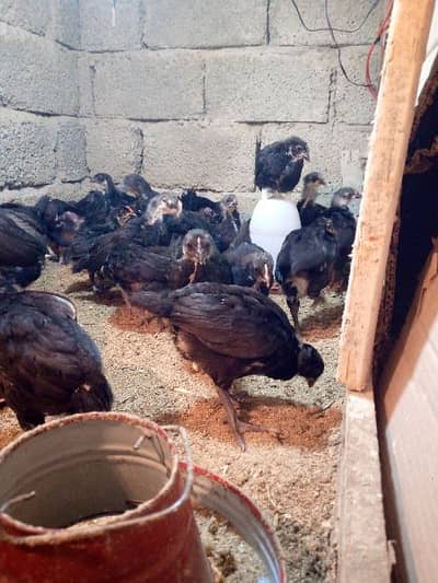 40 day's Australorp chicks available for sale. healthy,active & vaccin