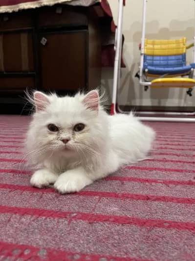 triple cote punch fece cat +92 348 9375822 wtsp